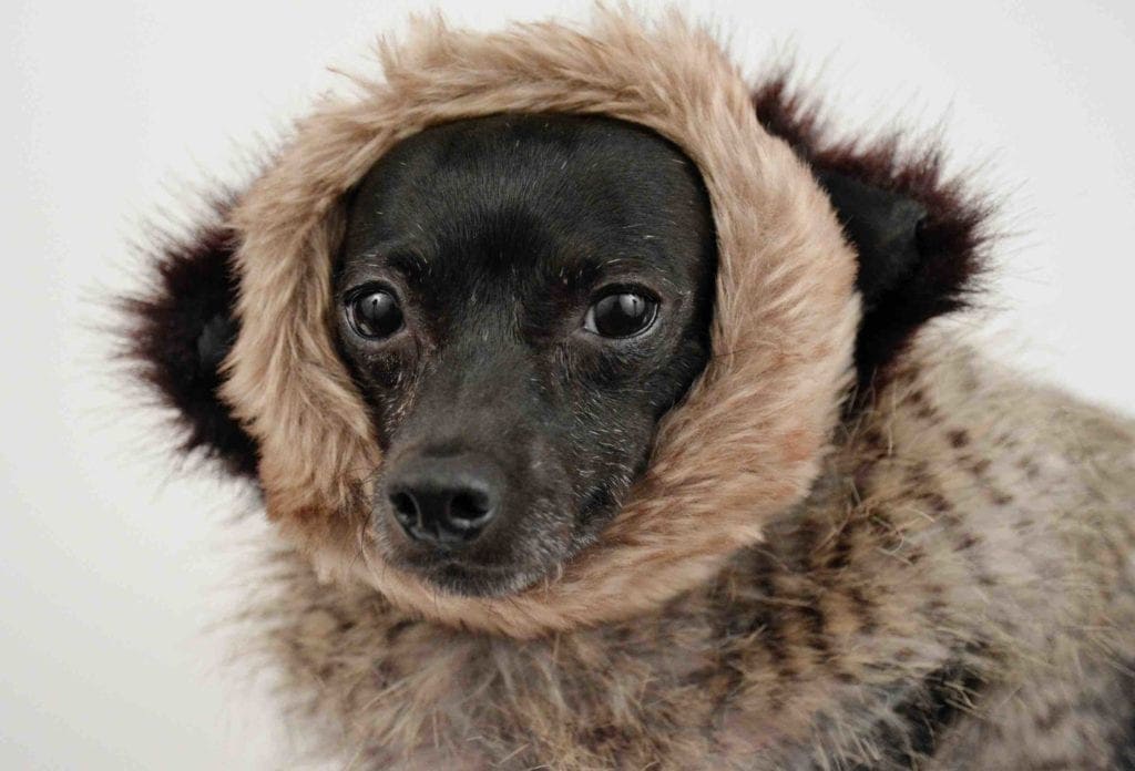 20 Stylish DIY Dog Coat Ideas You Can Make Today (With Pictures) Hepper