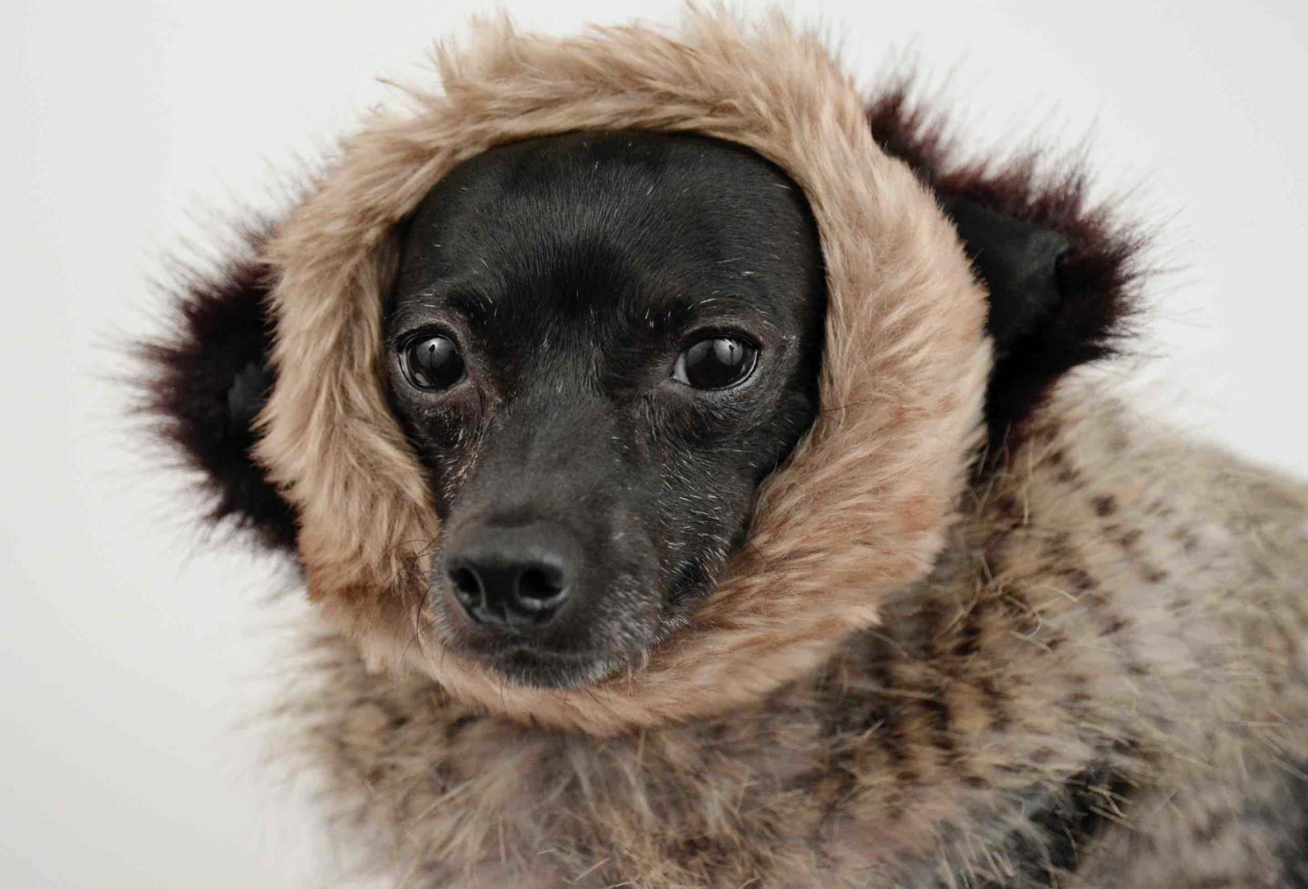 black dog in fur coat designer