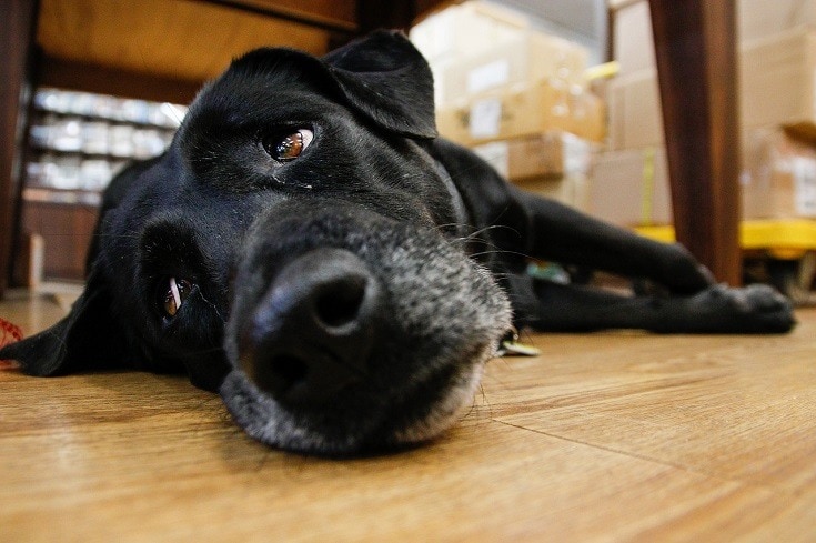 black dog lying on floor