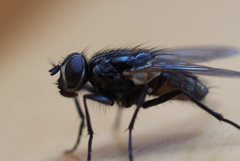 how to heal fly bitten dog ears