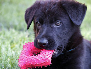 black german shepherd puppy chewing a toy
