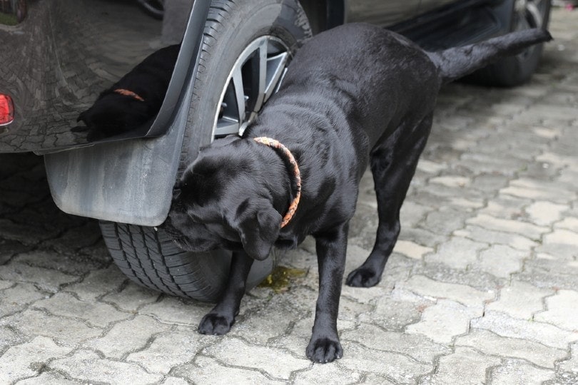 black labrador peeing on car tire