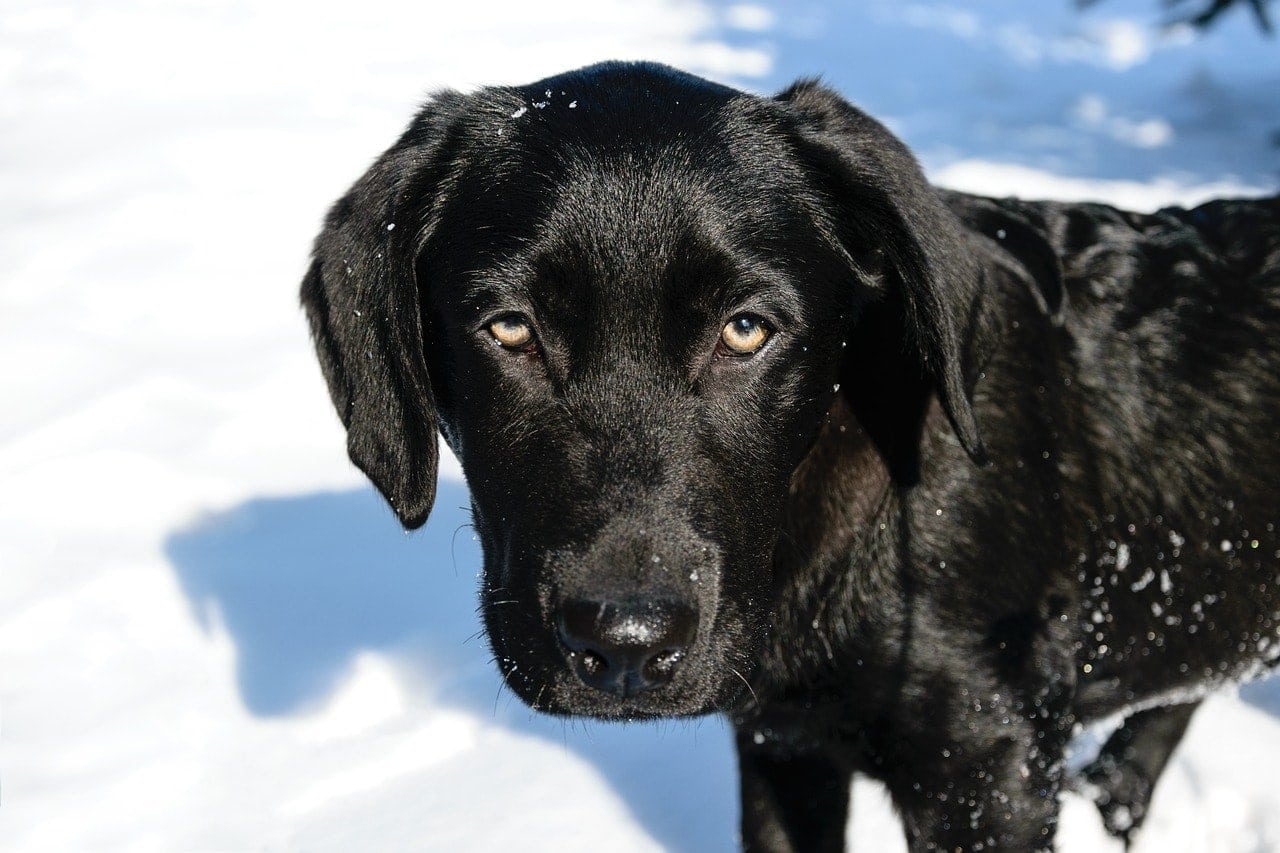 black labrador with green eyes