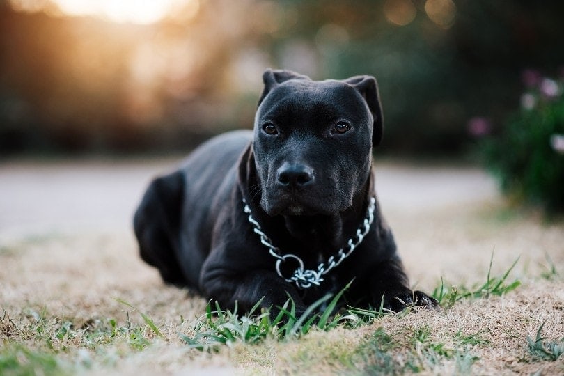 black pitbull with chain collar