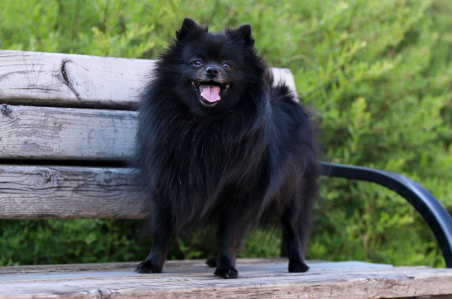 skrædder Garanti Deltage Black Pomeranian: Info, Pictures, Traits & Facts | Hepper