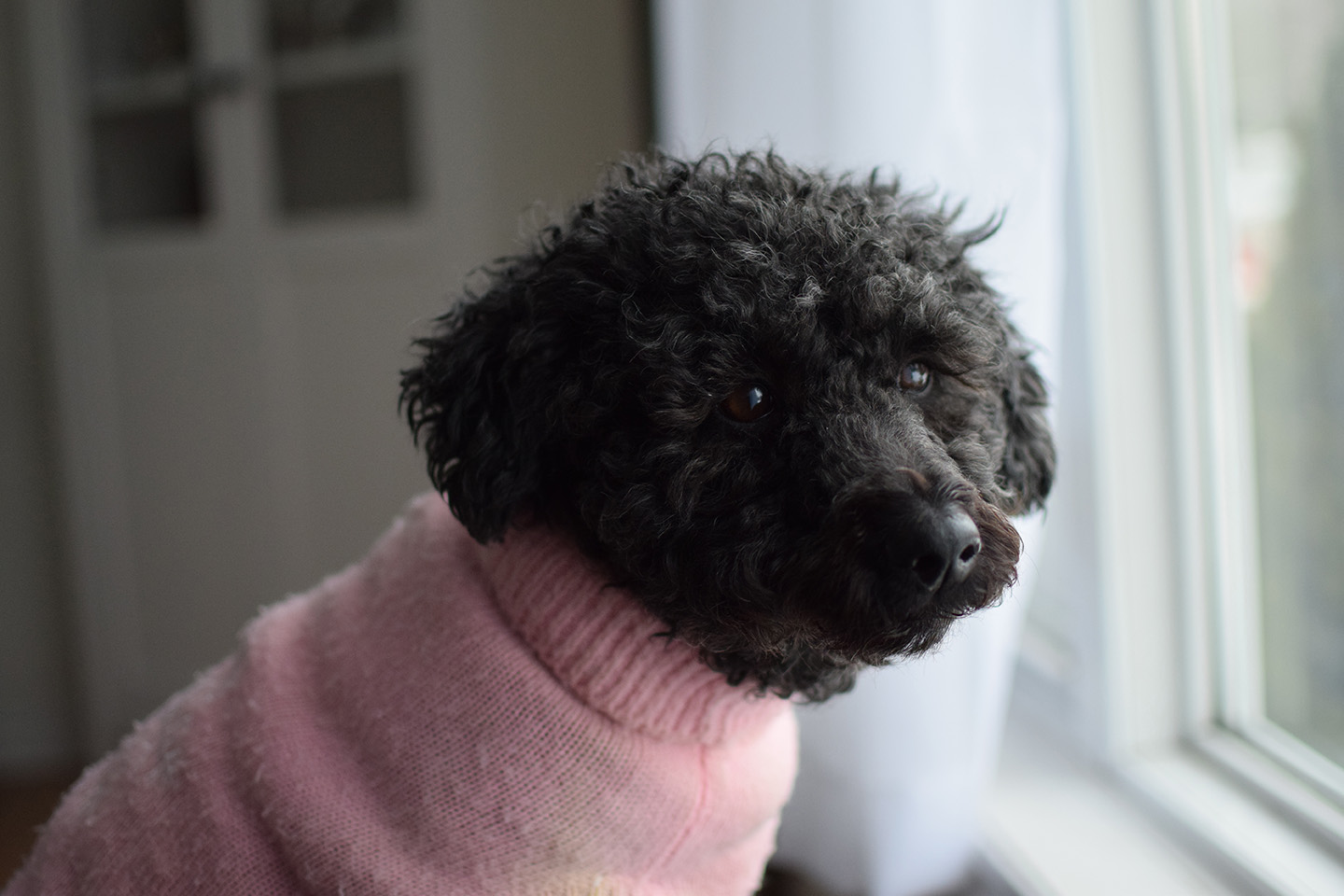 black scoodle wearing sweater