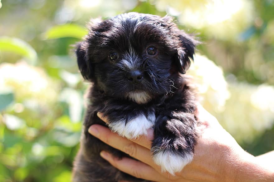 how often should you bathe a shichon