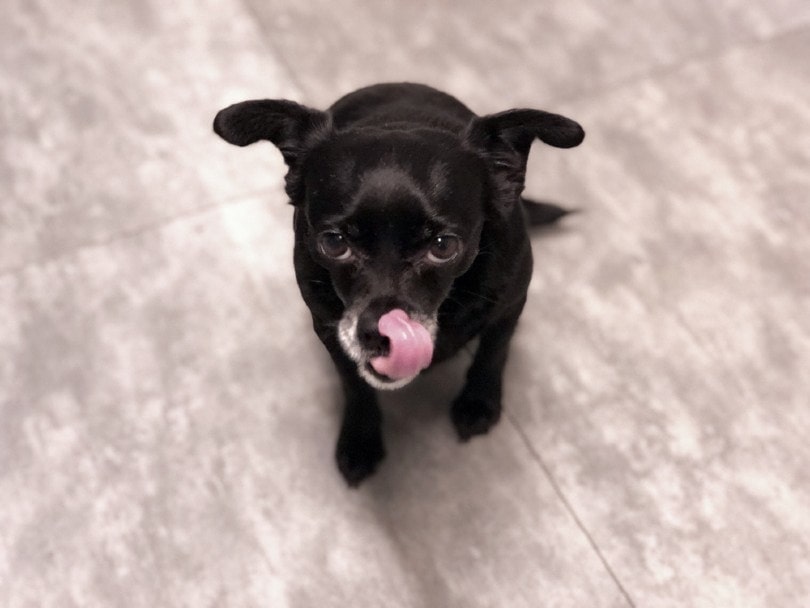 black small puppy licking her mouth