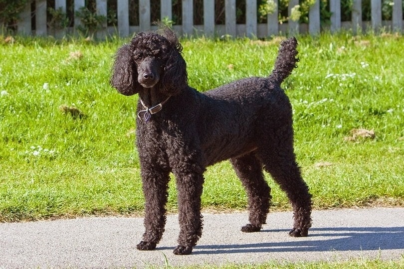 black standard poodle