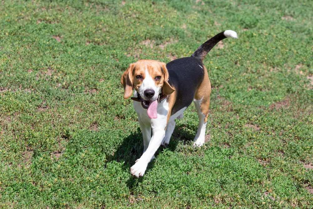 black white and tan beagle walking