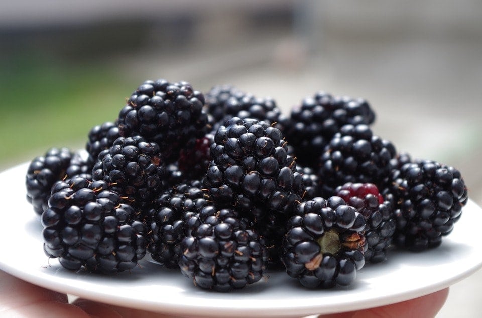 blackberries in a plate