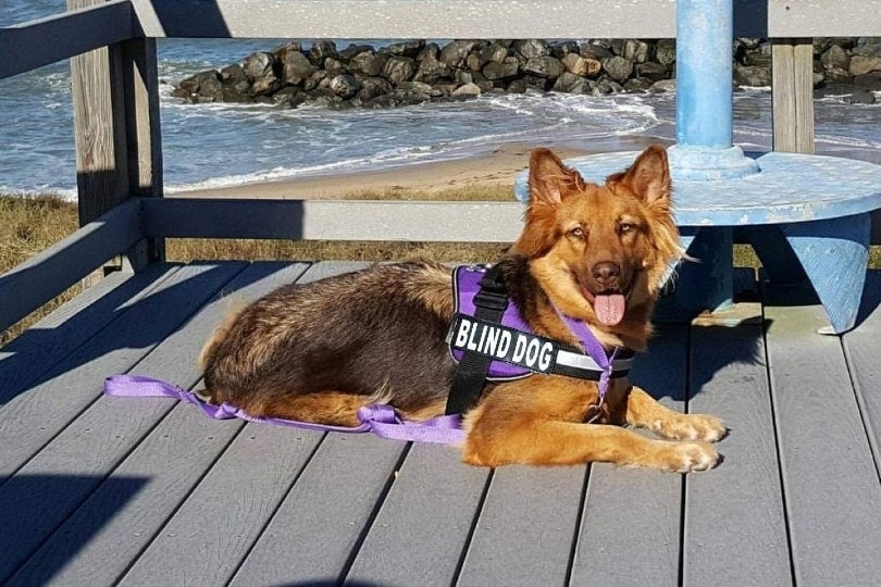 blind dog wearing harness outdoors