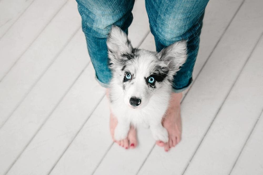 Grey & white pup blue eyes