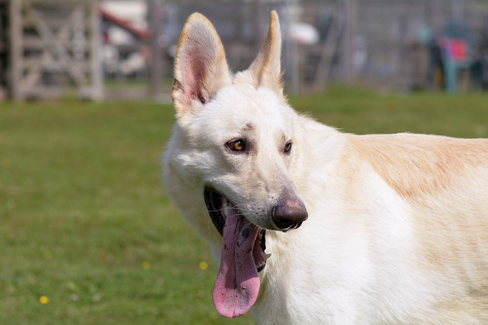 Blonde German Shepherd close up