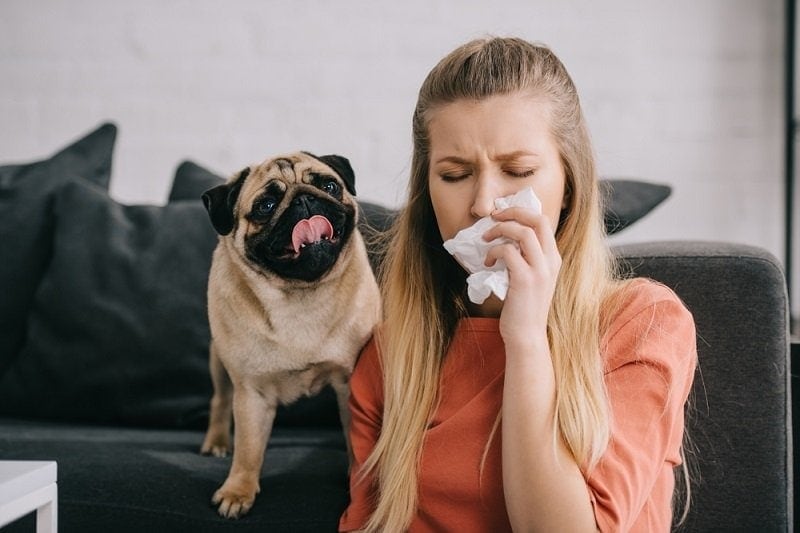 blonde girl allergic to dog sneezing in tissue near adorable pug_lightfield studios_shutterstock