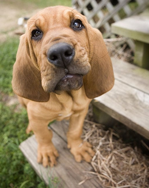 bloodhound