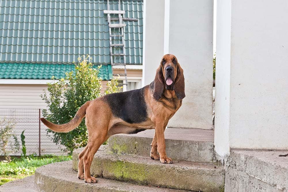 Adopt Me Bloodhound Pet Guide 2023