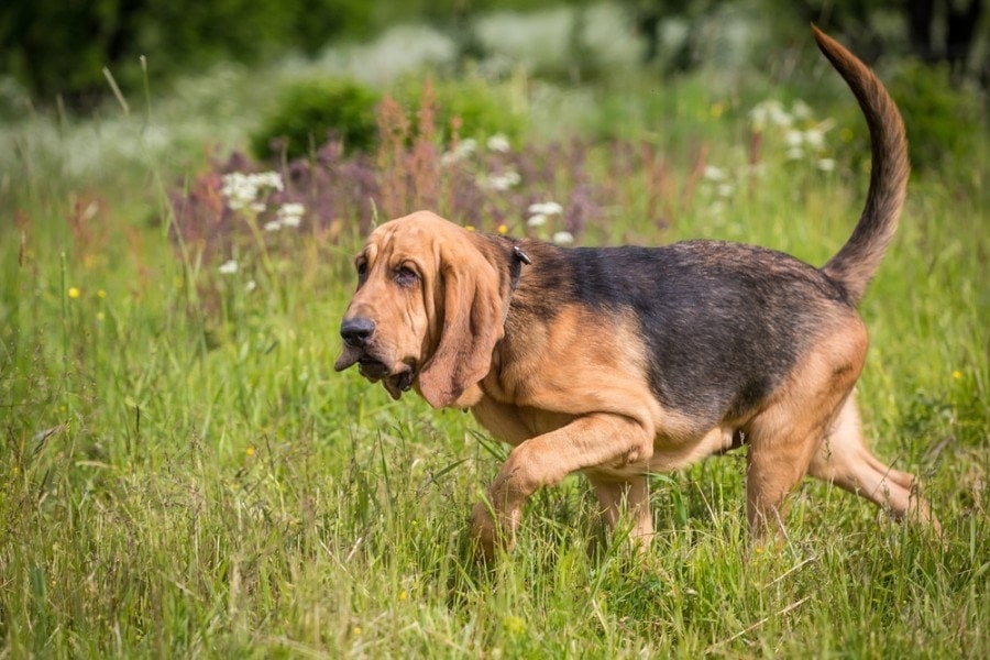 do search and rescue dogs like their jobs