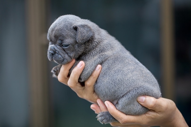 Blue French Bulldog: Info, Pictures & Traits | Hepper Blue French Bulldog: Info, Pictures & Traits | Hepper