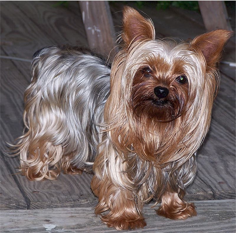 9 Yorkie Colors Markings With Pictures Chart Hepper 9-yorkie-colors-markings-with-pictures-chart-hepper