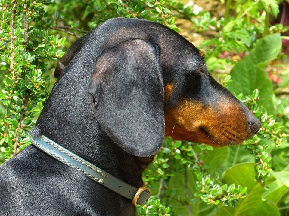 blue and tan dachshund