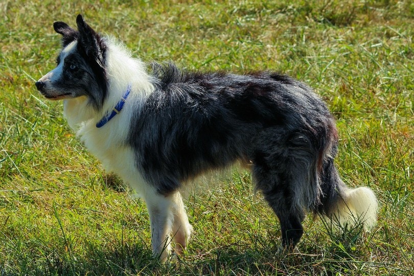 Border Collie Appearance: Coat, Colors & Ears - Showsight