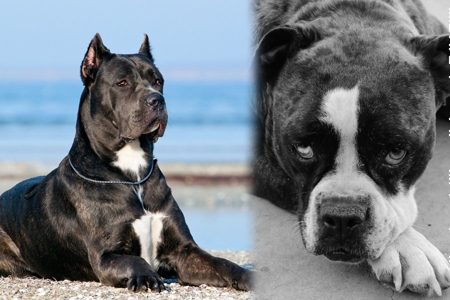 Blue Blood Cane Corso Blue Bulldog & Cane Corso Mix): Info, Characteristics & Facts |