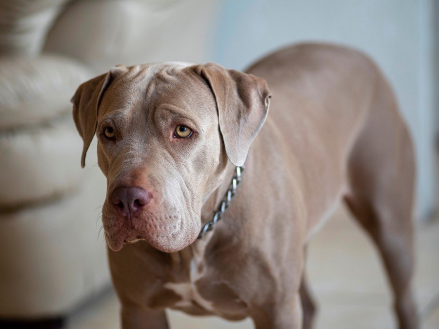 blue fawn pitbull