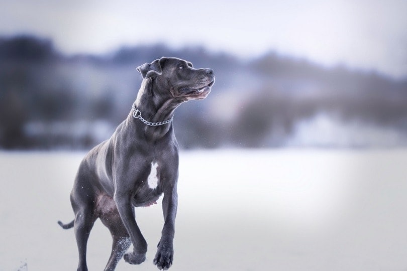 blue great dane