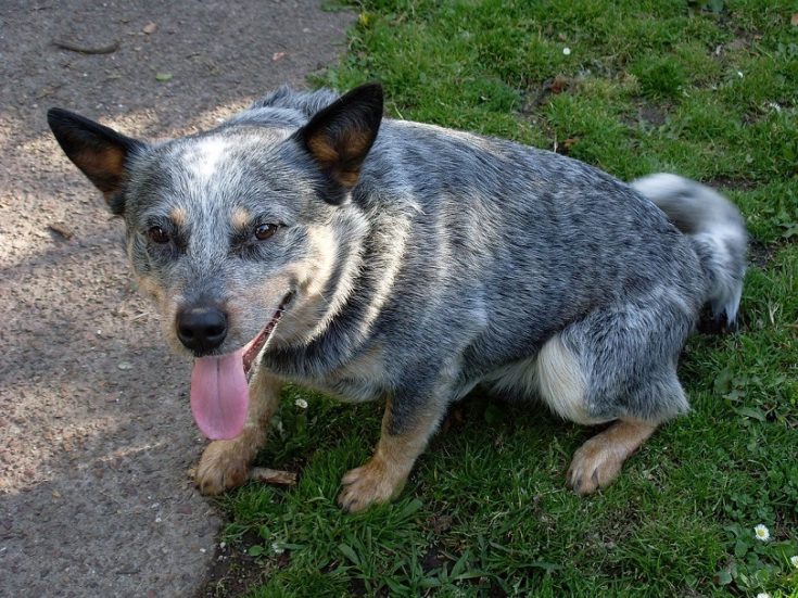 Box Heeler Dog Breed