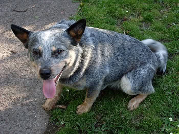 blue heeler in grass