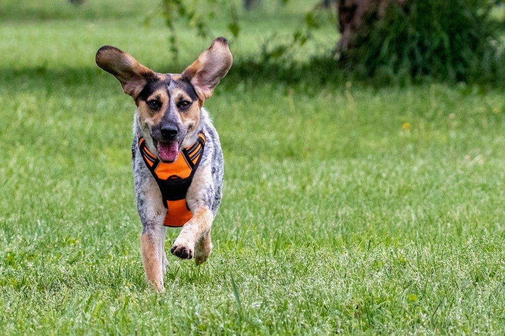 blue heeler beagle mix running