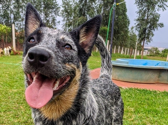 are blue heeler alaskan shepherd mix good with other dogs