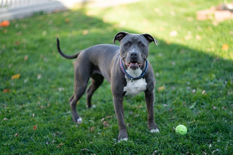 blue nose pitbull waiting to play fetch