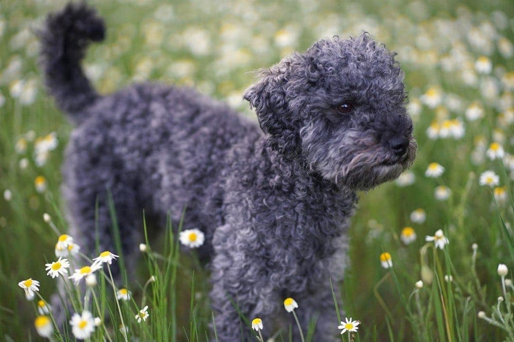 blue poodle