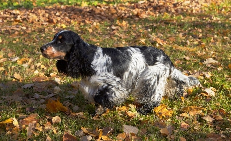 blue roan and tan cocker spaniel