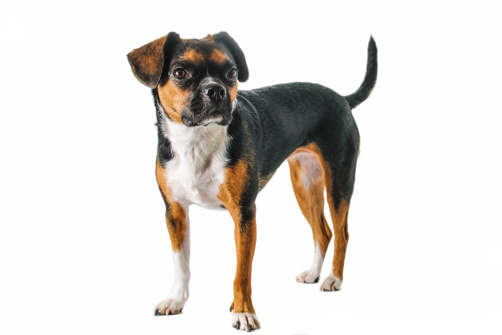 Beagle cross sales boston terrier
