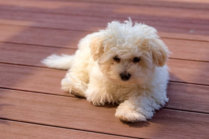 Mini bolognese best sale dog