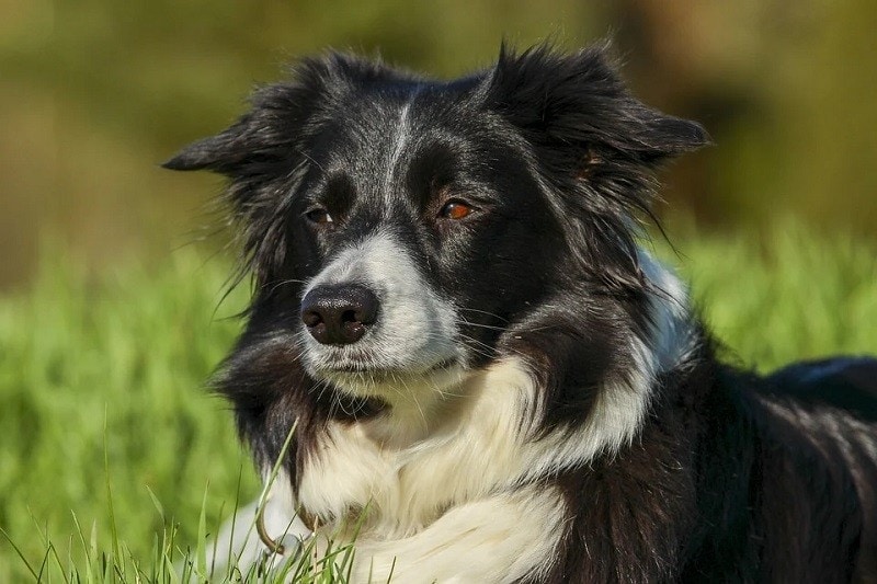 15 Border Collie Mixed Breeds Pictures) | Hepper