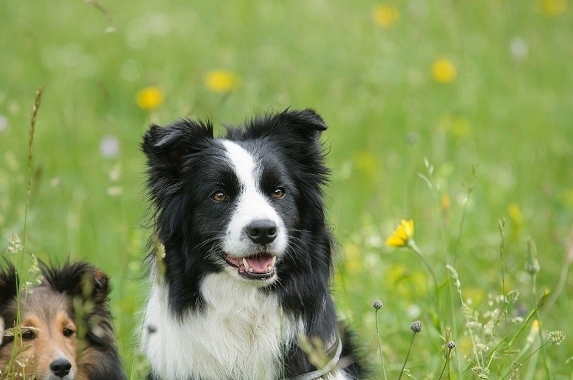 Border collie herding store kids