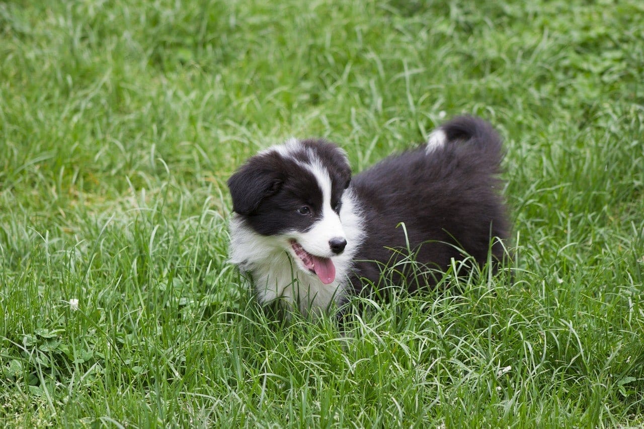 border collie puppy