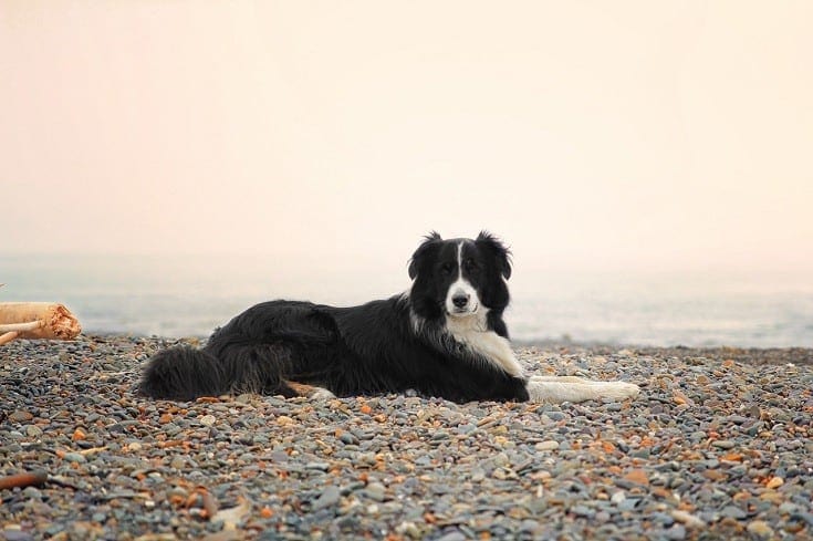 Border Collie Appearance: Coat, Colors & Ears - Showsight