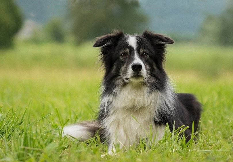 are smooth and rough coated collies bred differently