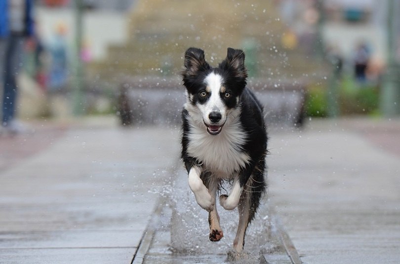 Border collie running in the streets
