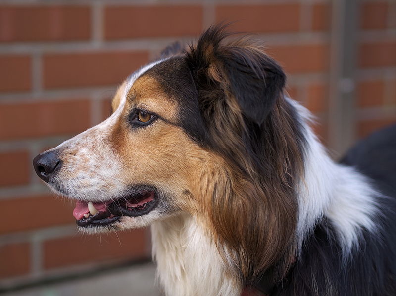 border collie