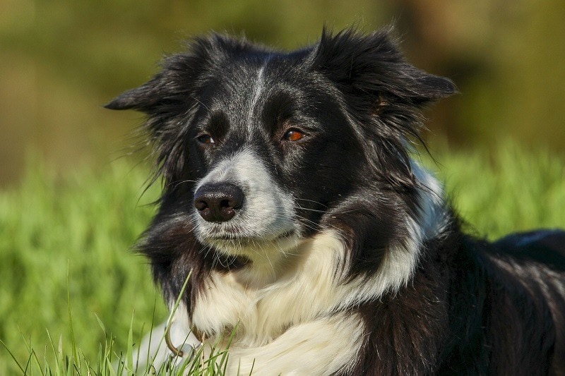 border collie black