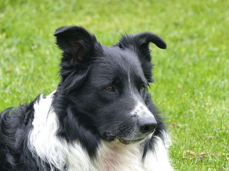 border collie closeup
