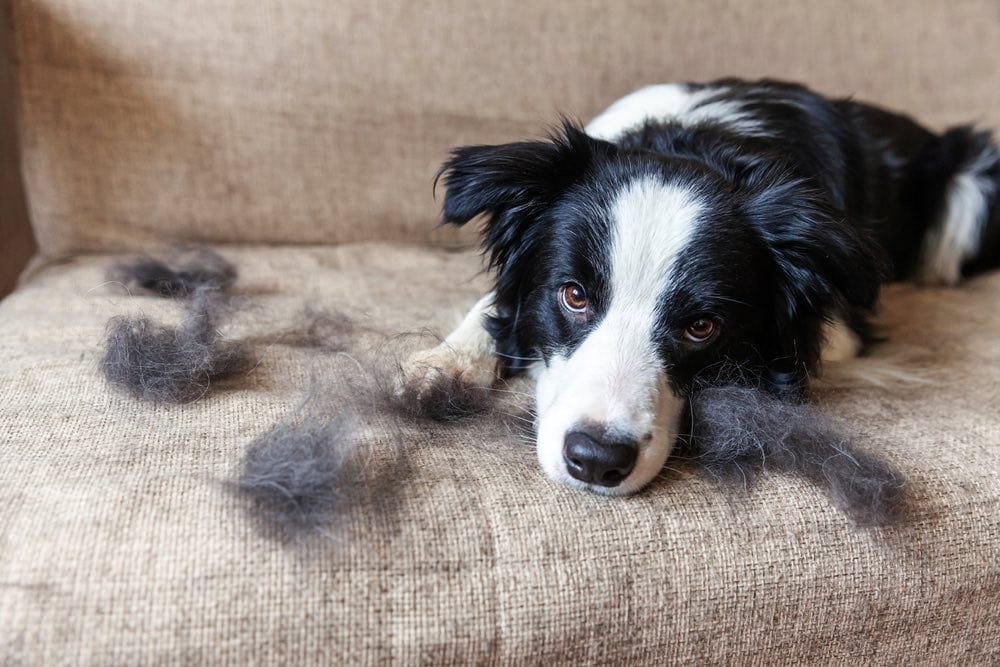 Can You Compost Dog Hair and Fur? What You Need To Know! | Hepper