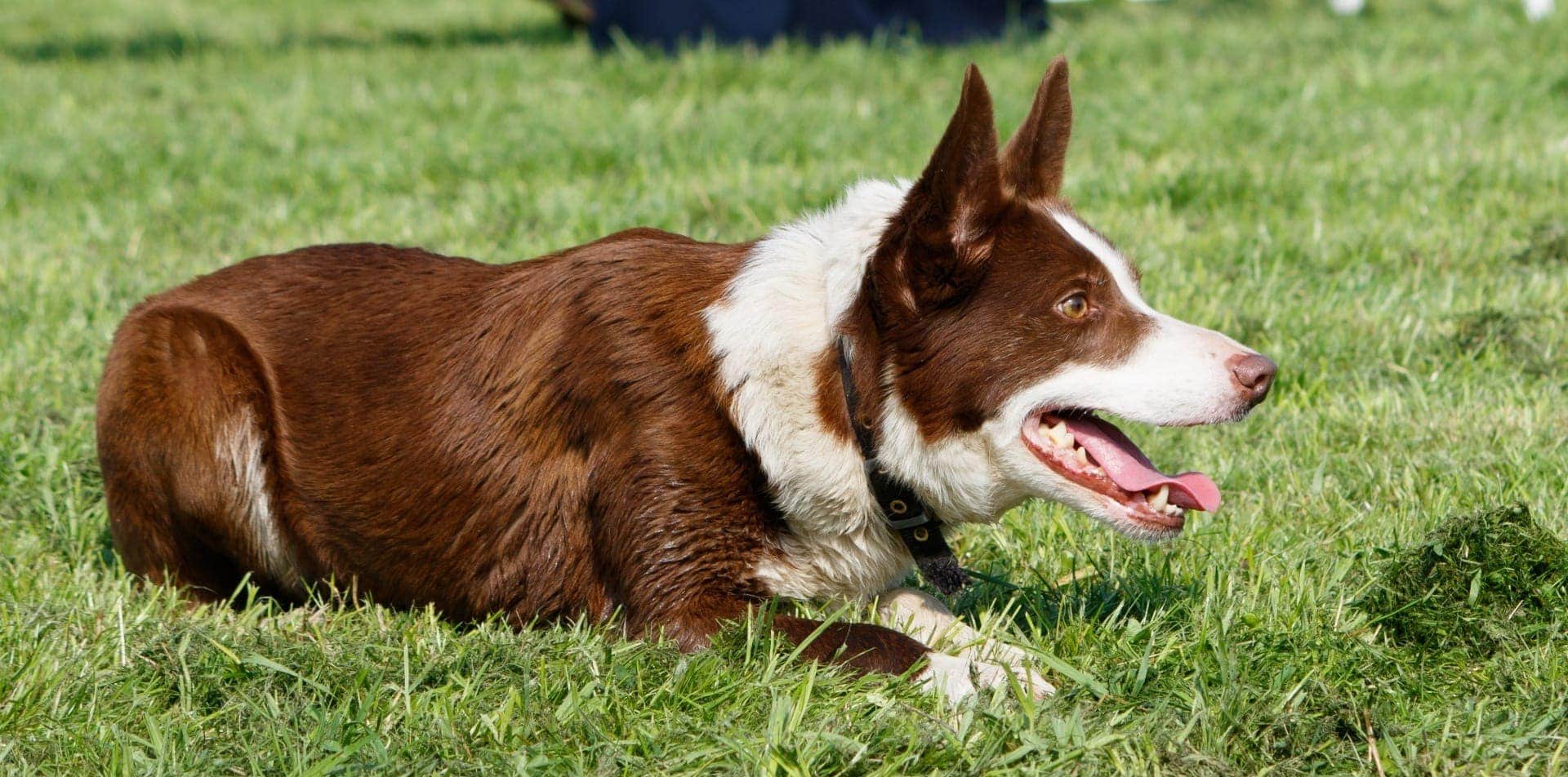 21 Border Collie Colors, Markings & Patterns (With Pictures) Hepper