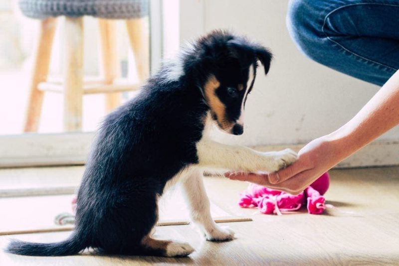 Pros and Cons of Choosing a Border Collie as a Pet - PetHelpful